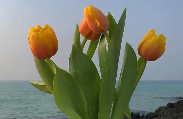 早安唯美句子文案