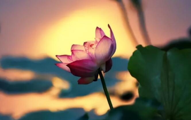 女人有品位的个性短句