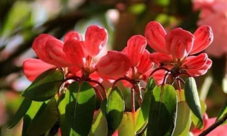 带有五月的诗句文案