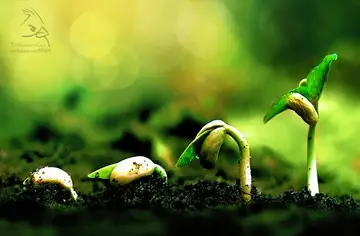 感悟生命可贵的句子文案