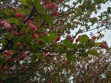 喜爱某一物品的诗句文案