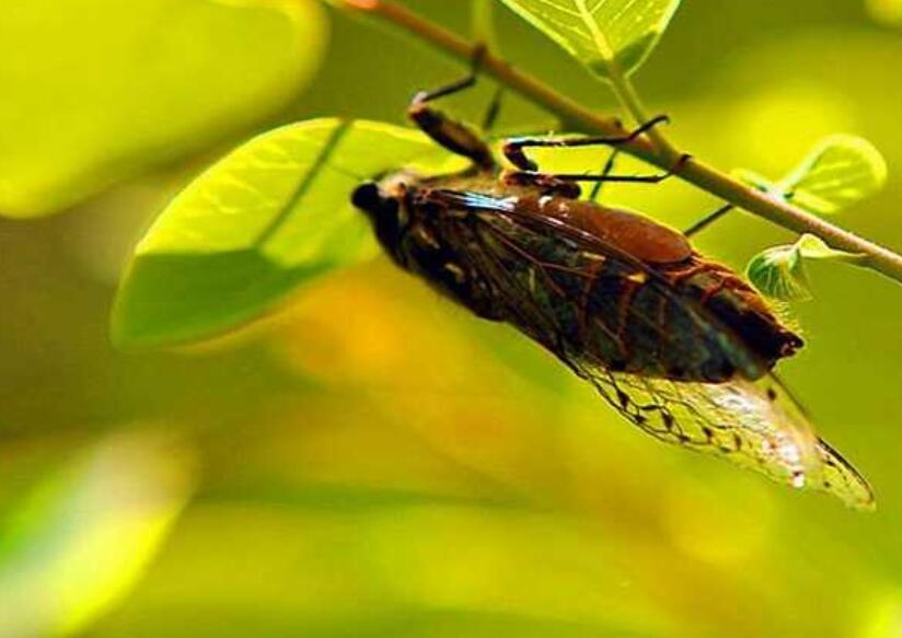 关于四季的好段摘抄大全