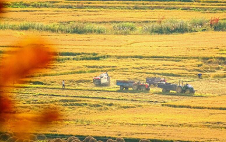 四五月收获的诗