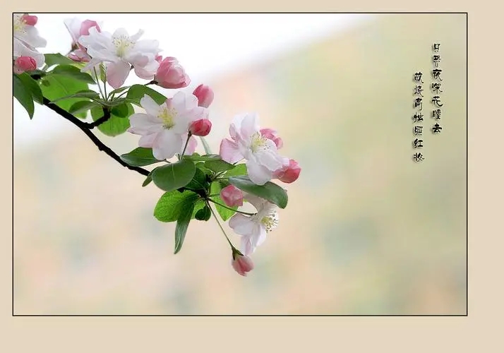 含有花的诗句文案