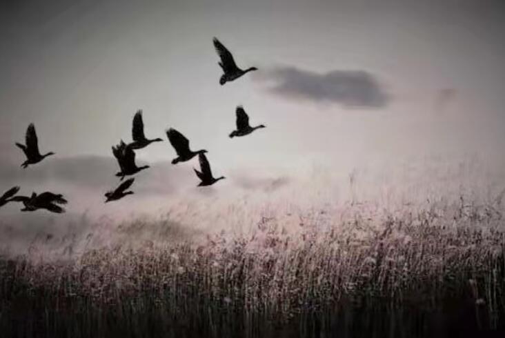 关于鸟的优美句子文案10字