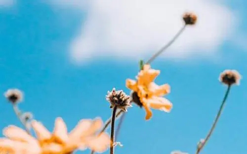 感慨花期太短的说说文案