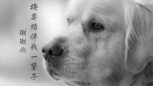 感谢狗狗陪伴的唯美句子文案