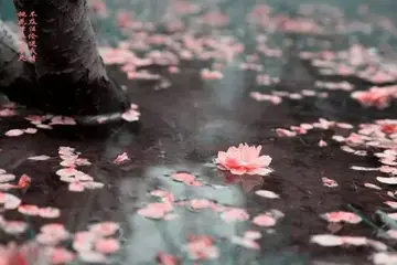 关于自由的诗句文案古诗词