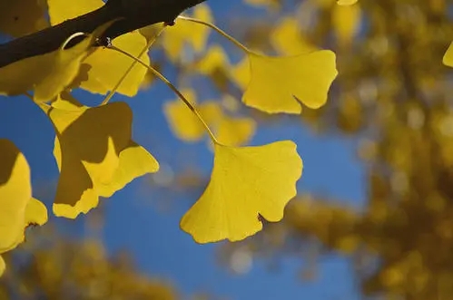 描写植物的优美句子文案