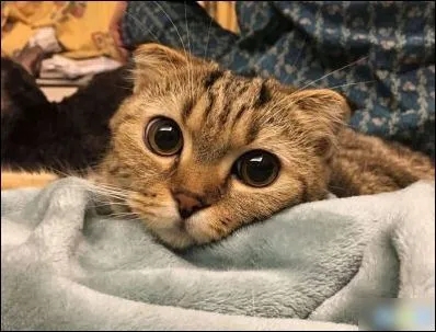 搞笑朋友圈说说文案带图