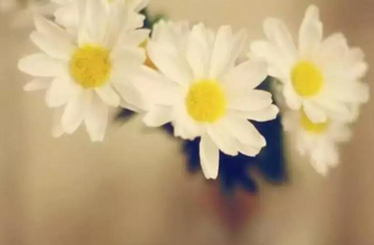 形容缤纷多彩的诗句文案