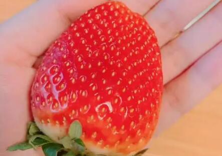 朋友圈晒吃草莓的短句