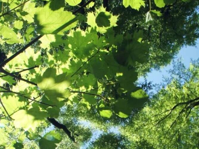 关于植树节的诗句文案古诗