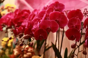 两个优美的句子文案