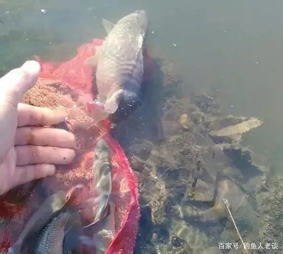 放生鱼的经典句子文案