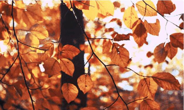 季节变幻的唯美句子文案