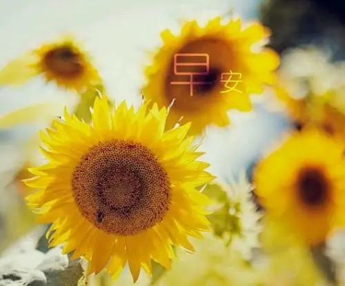 每日心语早安心语一句话