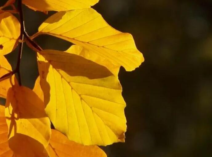 描写处暑的古诗