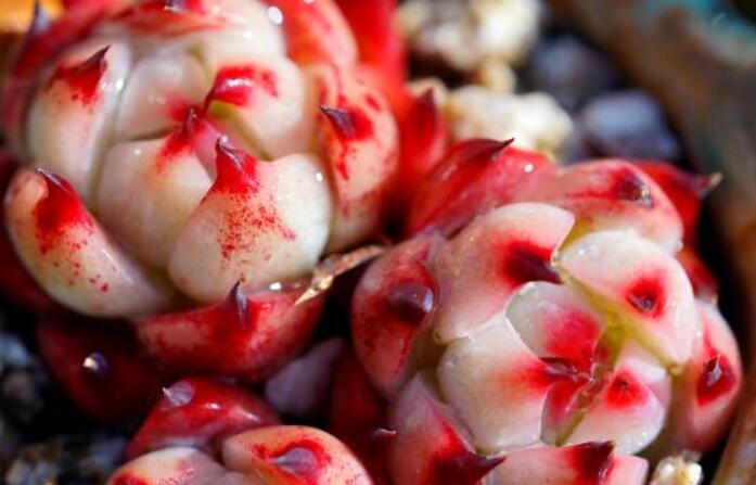 朋友圈晒多肉怎么配字