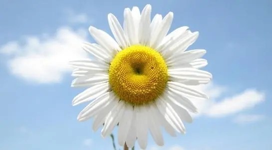 赞美花的优美句子文案10个字