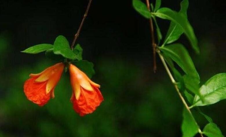 带有五月的诗句文案