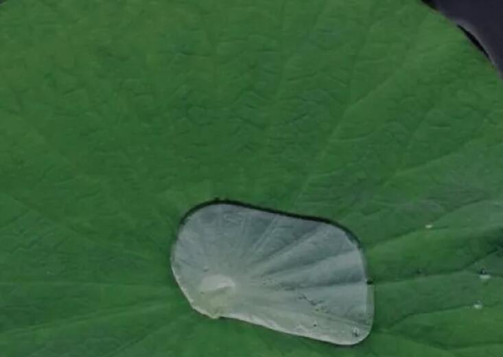 关于绿色的霸气短句