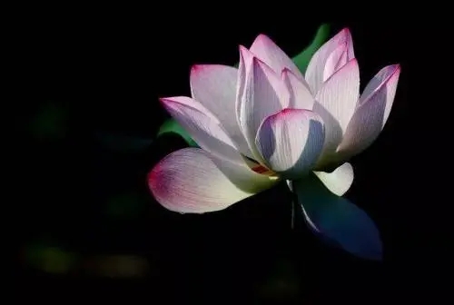 随心随意随缘语录文案