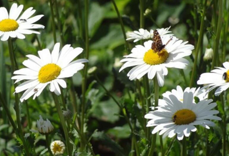 关于早安问候情话文案