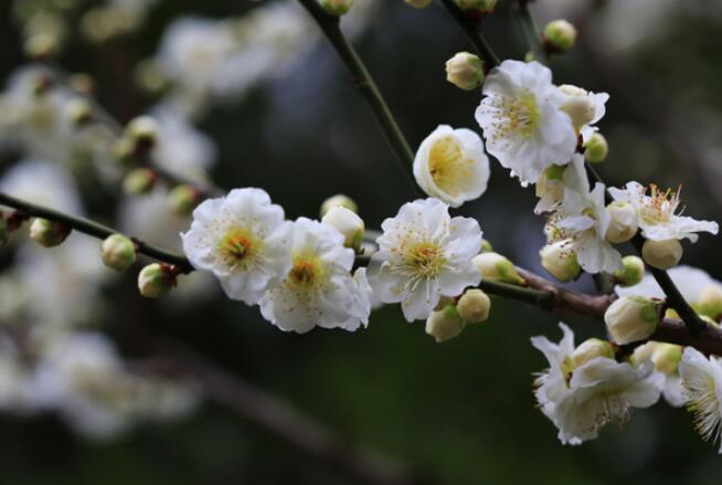 《论语》中有名的句子文案