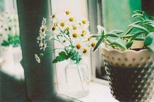 调整好心情经典句子文案