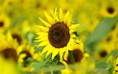 描写春天阳光温暖的句子文案