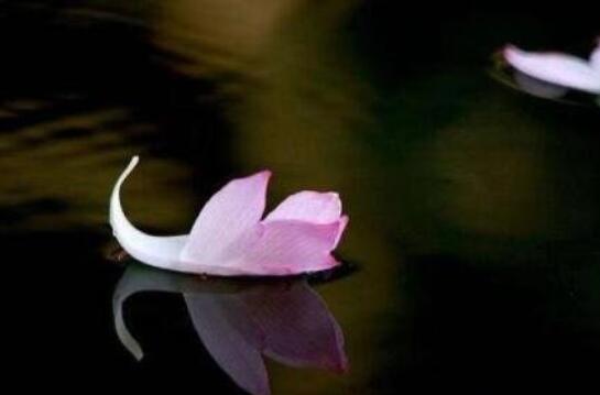 关于问候早上好的寄语