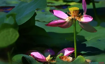 描写夏天的优美段落