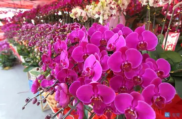 春节的气息的优美句子文案