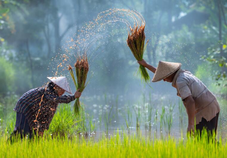 有关芒种节气的古诗词
