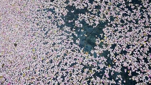 有花有夜景的句子文案