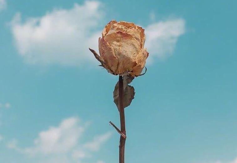 早安正能量暖心句子文案阳光