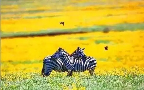 夸奖摄影水平高的句子文案