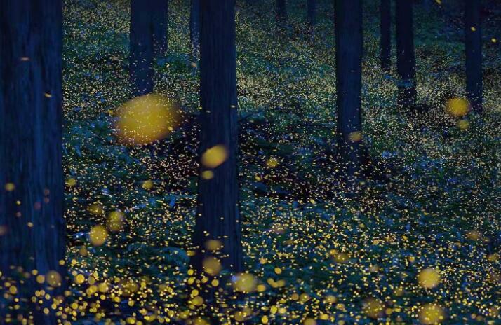 关于鸟的优美句子文案10字