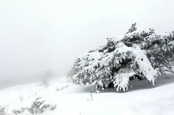 描写雪景的词语和句子文案短
