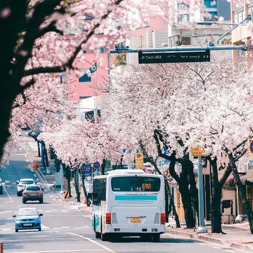 浪漫樱花的唯美句子文案