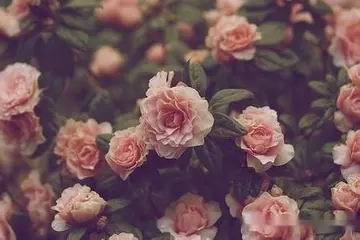 励志唯美的句子文案女生版