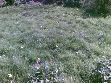 描述自己的花园的说说文案