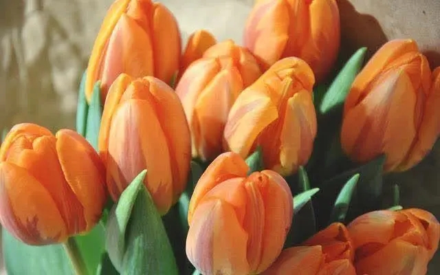 两个互相喜欢的人错过的诗句文案