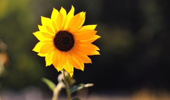 伤感语句最现实的句子文案生活