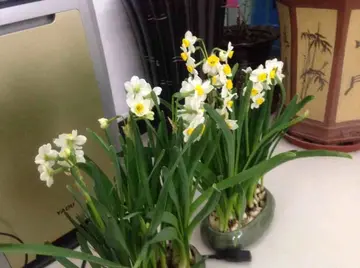 种植的心情语录文案