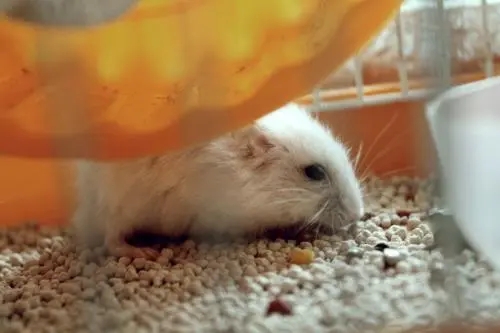 写给逝去仓鼠的话