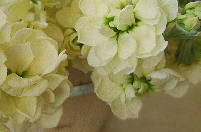 三月你好的说说文案