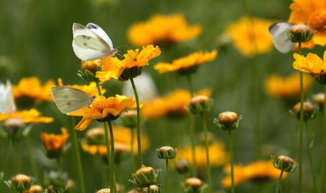 花未央人未老唯美句子文案