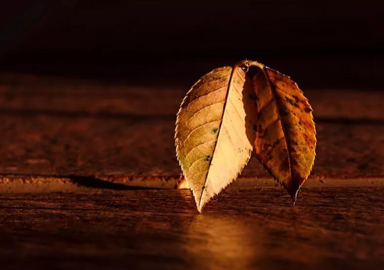 描写夕阳红的优美诗句文案